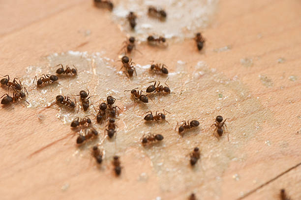 Best Pest Control Near Me in Centre Hall, PA